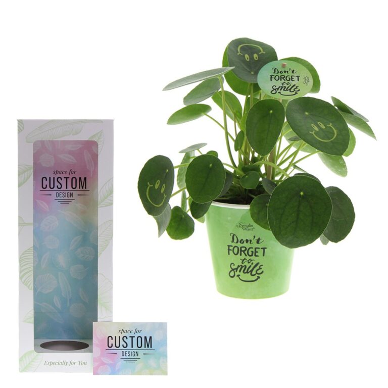 Gadget with logo Pancake plant